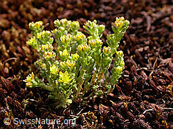 F010903: Alpen-Mauerpfeffer (Sedum alpestre)