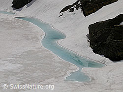 F010981: Züesee: Uferbereich mit hellblauem Wasserstreifen