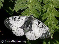F011049: Schwarzer Apollo (Parnassius mnemosyne)