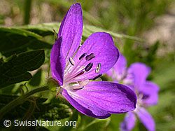 F011374: Wald-Storchschnabel, Blüte