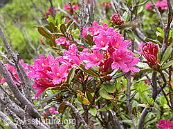 F011743: Rostblättrige Alpenrosen