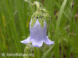 F011782: Bärtige Glockenblume (Campanula barbata)