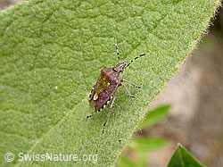 Foto: Beerenwanze (Dolycoris baccarum)