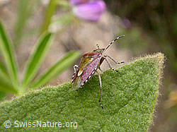 Foto: Beerenwanze (Dolycoris baccarum)