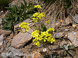 F012931: Felsen-Steinkraut