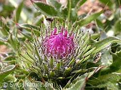 F012952: Stengellose Kratzdistel, Blütenknospe