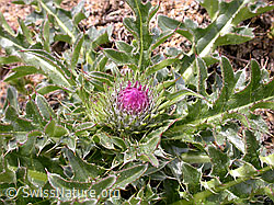 F012953: Stengellose Kratzdistel, Blätter und Knospe