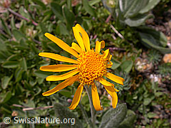 F012974: Berg-Alant, Blüte
