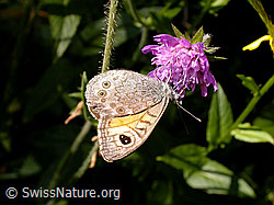 F013329: Braunauge (Lasiommata maera)