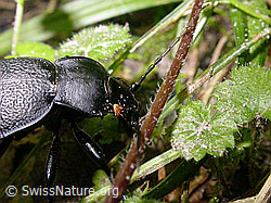 Foto: Lederlaufkäfer (Carabus coriaceus)
