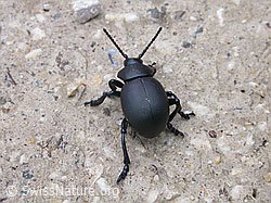 F013705: Bläulichvioletter Tatzenkäfer (Timarcha goettingensis)