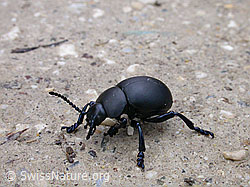 F013707: Bläulichvioletter Tatzenkäfer (Timarcha goettingensis)