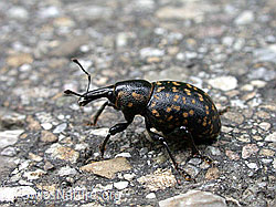 Foto: Kleiner Pestwurzrüssler (Liparus germanus)