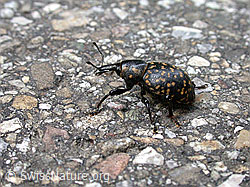 Foto: Kleiner Pestwurzrüssler (Liparus germanus)