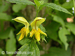 F013754: Echte Goldnessel, Blüten