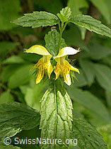 F013755: Echte Goldnessel, Blüten und Blätter