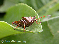 Coreus marginatus (11.05.2003, F013763)