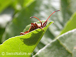 Grosse Randwanze (Coreus marginatus) (F013765) Grosse Randwanze (Coreus marginatus) (F013765)
