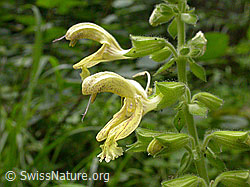 Klebrige Salbei (Salvia glutinosa) (F013782)