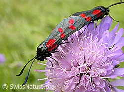 Foto: Gewöhnliche Widderchen (Zygaena filipendulae), Paarung