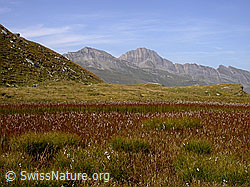 F014147: Blick über Hochmoor bei Guraletschsee zum Piz Aul