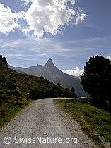 F014202: Strasse führt auf Zervreilahorn zu