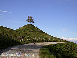 F014688: Fahrstrasse, Zaun, Hügel mit Baum