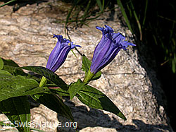 F016587: Schwalbenwurz-Enzian (Gentiana asclepiadea)