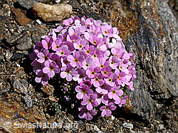 F016652: Alpen-Mannsschild, Polster