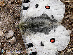 F016716: Apollofalter (Parnassius apollo)