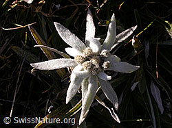 F016987: Edelweissblüte