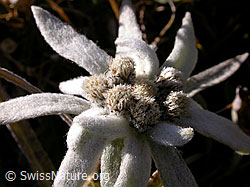 F016988: Edelweiss, Nahaufnahme