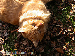 F017482: Katze (Felis catus) im herbstlichen Abendlicht