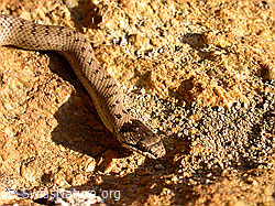 F017489: Schlingnatter (Coronella austriaca)