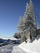 F018372: Schneebedeckte Nebenstrasse und verschneite Tannen