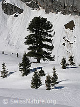 F021716: Föhre in Winterlandschaft