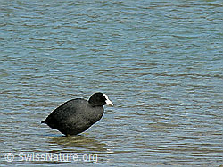F021795: Wasservogel: Blässhuhn