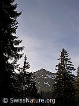 F022737: Tannhorn
