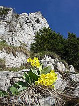 F022754: Primula auricula im Fels
