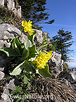 F022759: Primula auricula