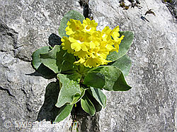 F022765: Flühblümchen in Felsspalte