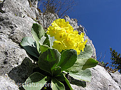 F022769: Flühblümchen
