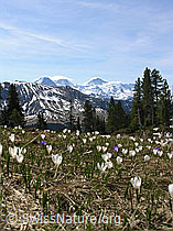 F022888: Frühlins-Krokusse