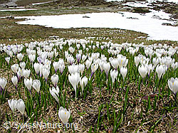 F022918: Wiese mit Frühlings-Krokus und Schneefeld