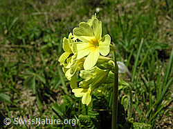 F022948: Wald-Schlüsselblume, Blüte