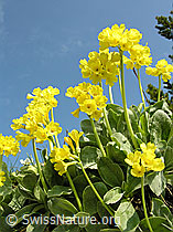 F023134: Gruppe Flühblümchen