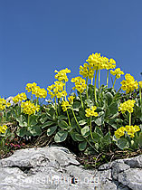 F023140: Flühblümchen auf Fels