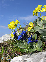 F023144: Flühblümchen und Clusius