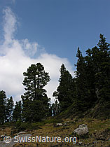 F023167: Lichter Föhrenwald im Seefeld