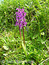 Photo: Männliches Knabenkraut